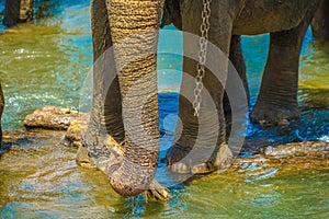 Of elephant which is connected to the chain image Sri Lanka Pinnawara