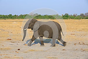 Elephant which has been startled runs across the african savannah in Hwange National Park, Zimbabwe