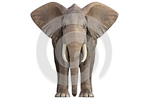 Elephant  on white 2