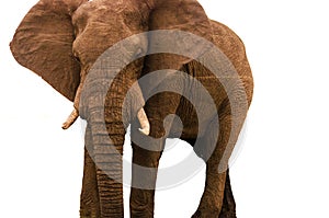 Elephant on White