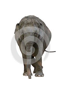 An elephant on a white background