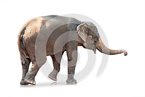 Elephant on white background. Large mammals. Clipping path