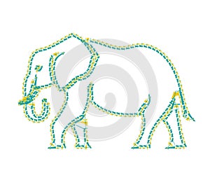 Elephant on the white background walking