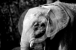 Elephant in white and black