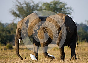 Elephant and white herons. Zambia. Lower Zambezi National Park. Zambezi River.