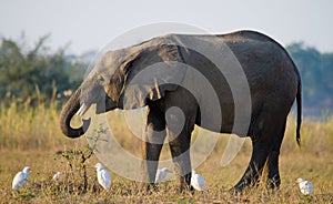 Elephant and white herons. Zambia. Lower Zambezi National Park. Zambezi River.