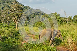 Elephant wild animal in green jungle, Sri Lanka