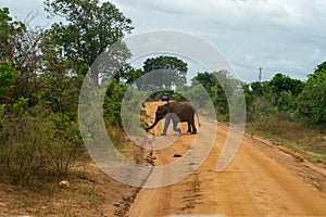 Elephant in the wild, crossing the trail in the jungle. udawalawe national park, Sri Lanka