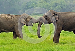 Elephant photo