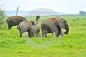 Elephant photo