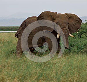 Elephant in Wild in Uganda