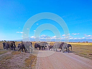 Elephant wildlife landscape with Mt. Kilimanjaro