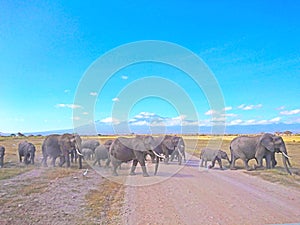 Elephant wildlife landscape with Mt. Kilimanjaro