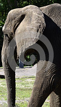 Elephant at a wildlife reserve
