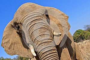 Elephant, Wildlife Reserve, South Africa