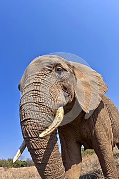 Elephant, Wildlife Reserve, South Africa