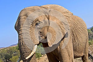 Elephant, Wildlife Reserve, South Africa