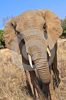 Elephant, Wildlife Reserve, South Africa