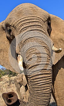 Elephant, Wildlife Reserve, South Africa