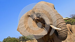 Elephant, Wildlife Reserve, South Africa