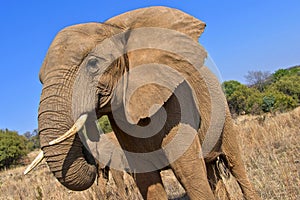 Elephant, Wildlife Reserve, South Africa