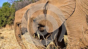 Elephant, Wildlife Reserve, South Africa