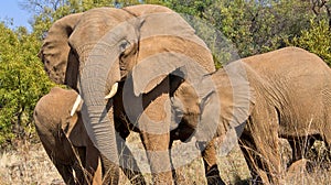 Elephant, Wildlife Reserve, South Africa