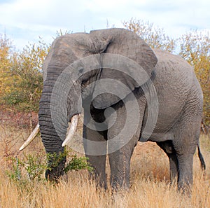 Elephant Wildlife Safari in the Kruger National Park,