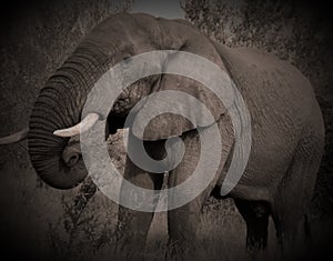 Elephant Wildlife Safari in the Kruger National Park,