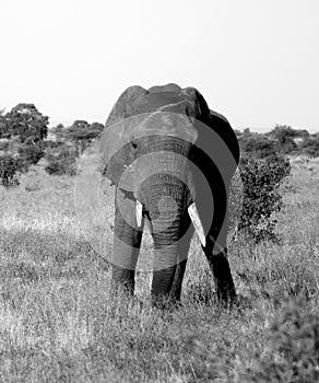 Elephant Wildlife Safari in the Kruger National Park,