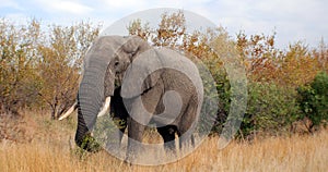 Elephant Wildlife Safari in the Kruger National Park,