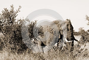 Elephant Wildlife Safari in the Kruger National Park,