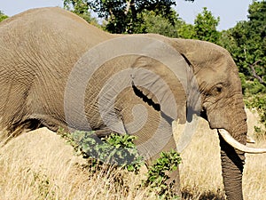 Elephant Wildlife Safari in the Kruger National Park,