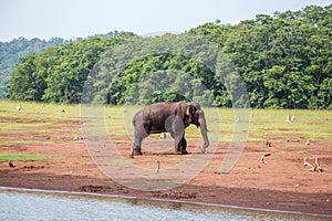 Elephant with wood in its trunk