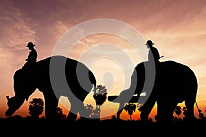 Elephant work on twilight time