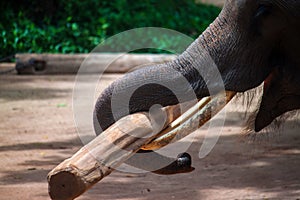 Elephant working with a log
