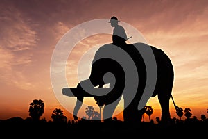 Elephant working on twilight time