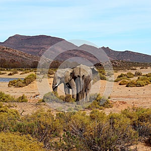 The elephant is the world`s largest living land animal