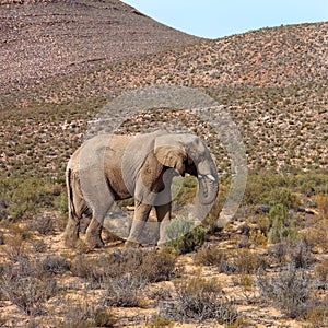 The elephant is the world`s largest living land animal