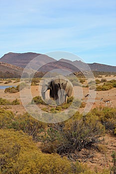 The elephant is the world`s largest living land animal