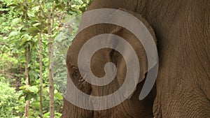 An elephant with wrinkly skin flapping its ears