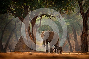 Elephant with young baby.  Elephant at Mana Pools NP, Zimbabwe in Africa. Big animal in the old forest, evening light, sun set. photo