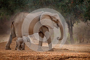 Elephant with young baby.  Elephant at Mana Pools NP, Zimbabwe in Africa. Big animal in the old forest, evening light, sun set. photo