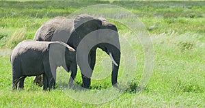 Elephant with youngster