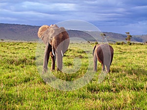 Elephant youngster