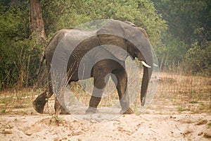 Elephant Zambia Africa