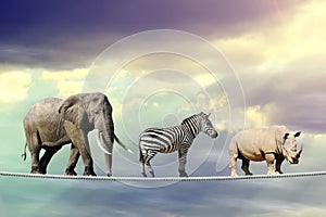 Elephant, zebra, rhino walking on a rope