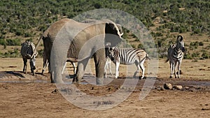 Elephant and zebras at waterhole