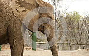 Elephant at zoo