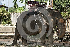 Elephant in the zoo